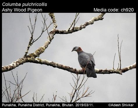 鴿屬|Columba pulchricollis Blyth, 1846 